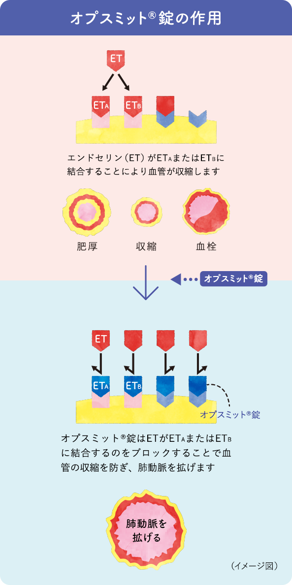 オプスミット<sup>®</sup>錠の作用